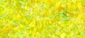 Daffodil