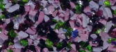 Purple Pansy
