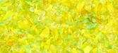 Daffodil frit