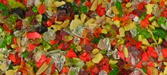Fall Leaves