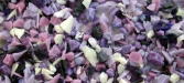Lavender Lace