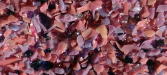 Raspberry Parfait